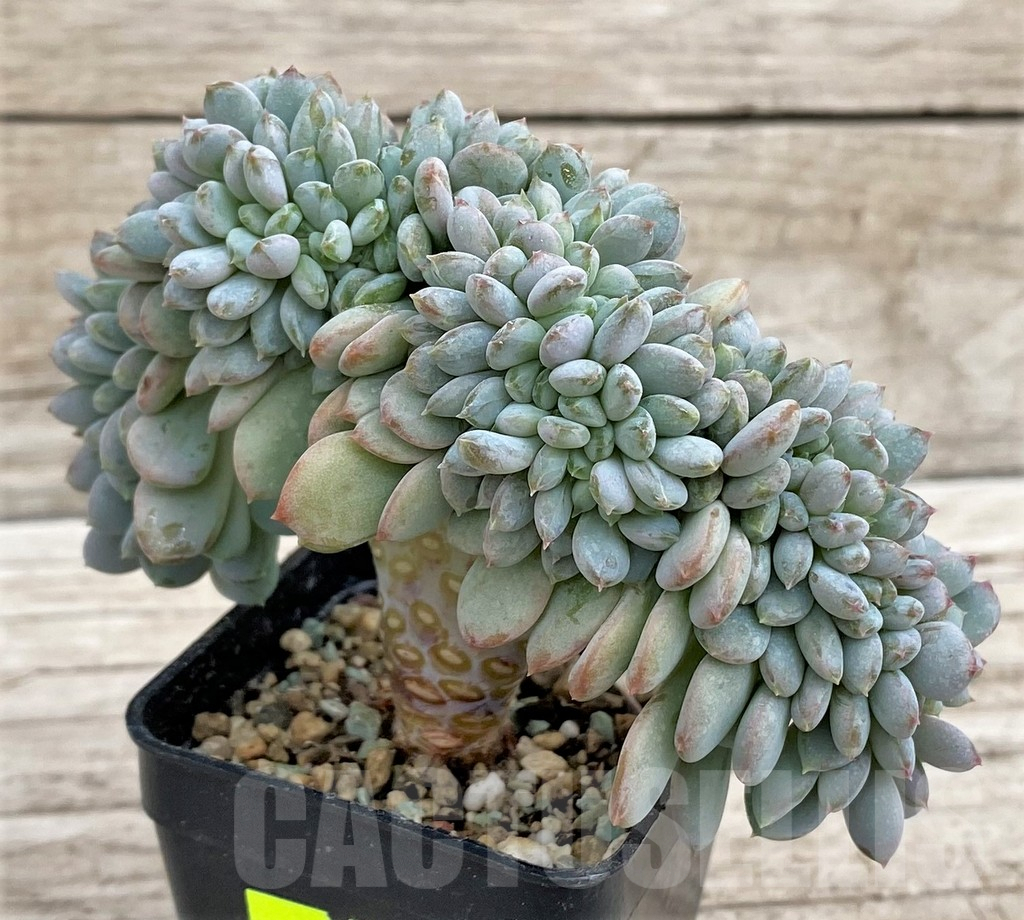 SH3335 Echeveria hybrid f. cristata