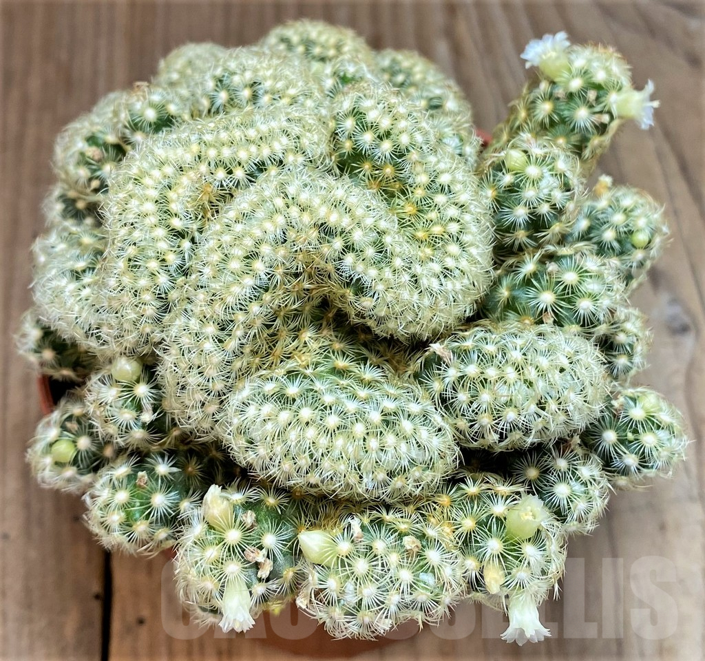 SHND3341 Mammillaria elongata f.cristata