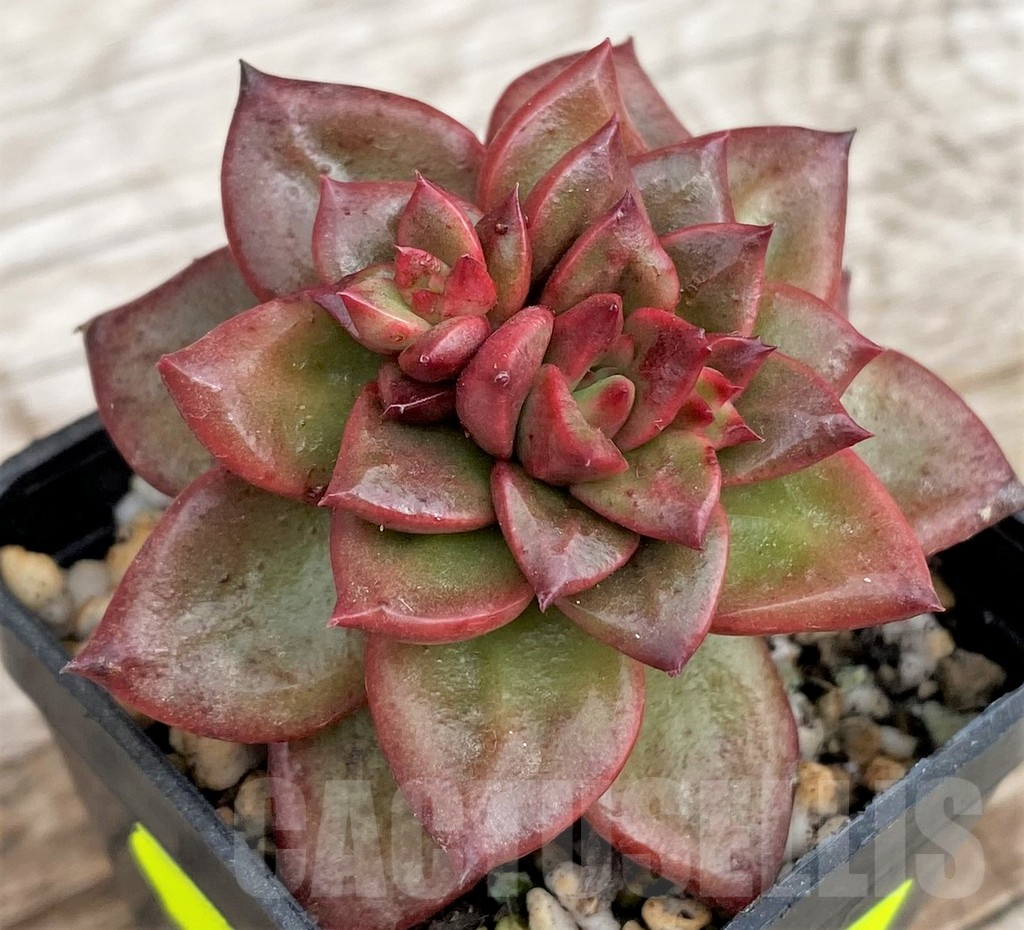 SH3330 Echeveria agavoides - Imagen 2