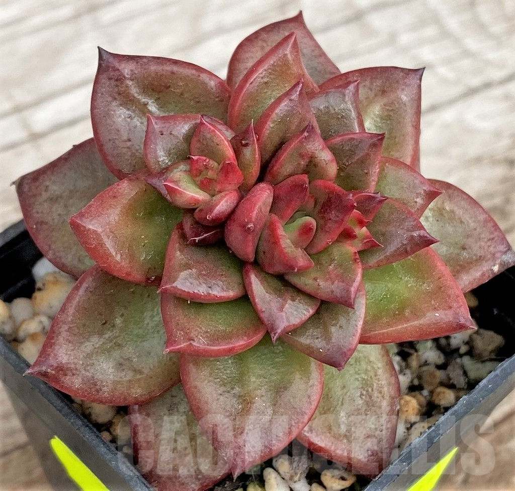 SH3330 Echeveria agavoides