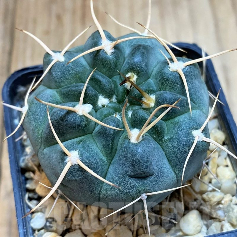 SH4929 Gymnocalycium intertextum long spines