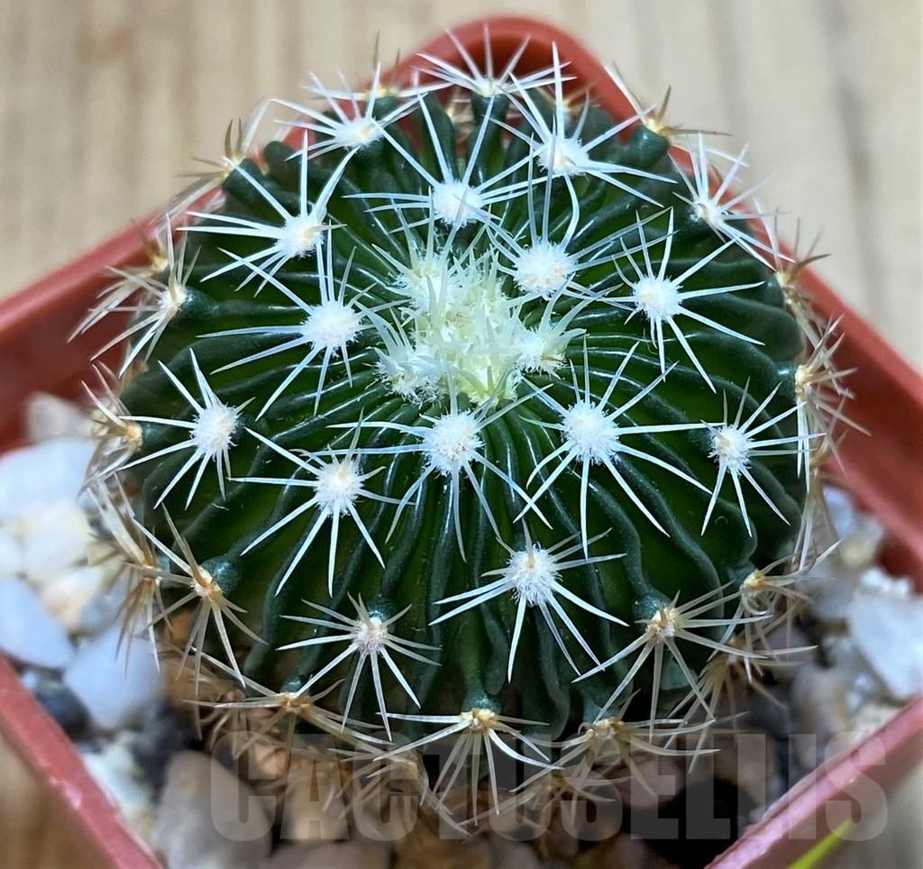 SH4942 Echinofossulocactus multicostatus SB1147, 150-ribs