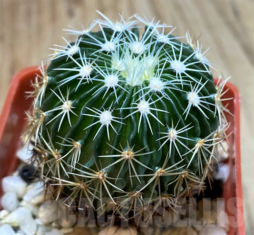 SH4942 Echinofossulocactus multicostatus SB1147, 150-ribs - Image 2