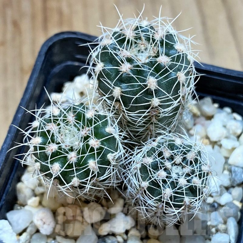 SH4946 Gymnocalycium bruchii, 3 plants