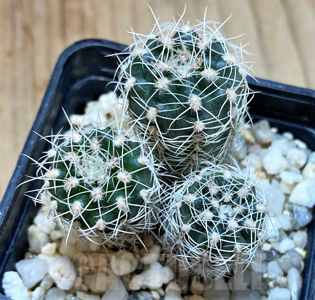 SH4946 Gymnocalycium bruchii, 3 plants