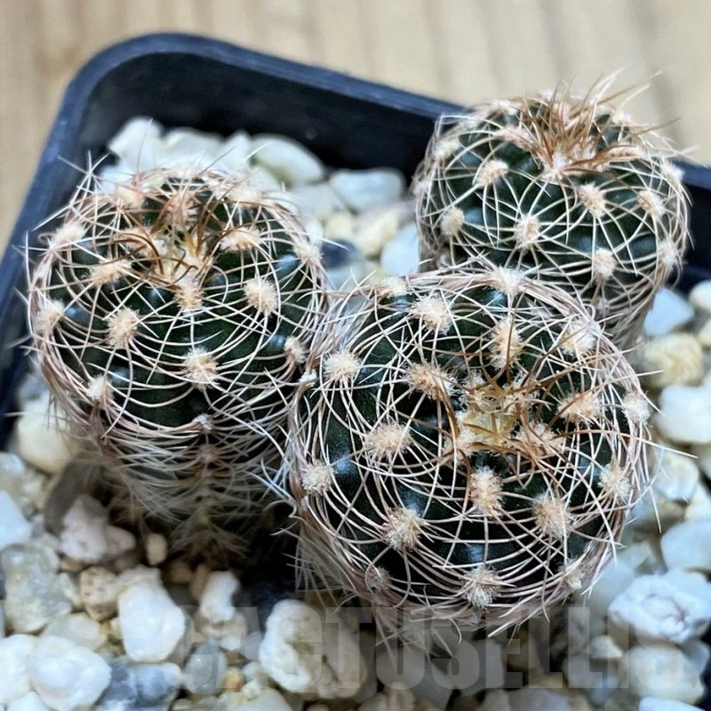SH4947 Gymnocalycium bruchii ssp. melojeri VG272, 3 plants