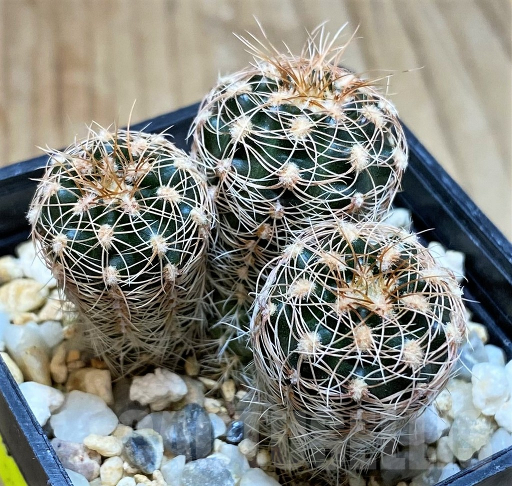 SH4947 Gymnocalycium bruchii ssp. melojeri VG272, 3 plants - Image 2