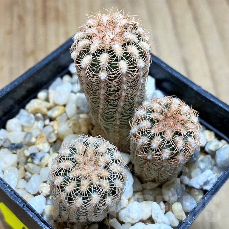 SH4951 Gymnocalycium bruchii v. pawlovskyi VG545, 3 plants
