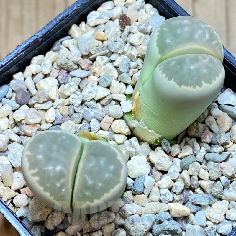 SH5060 Lithops olivacea