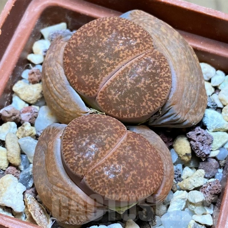 SH5066 Lithops lesliei -Warrenton-