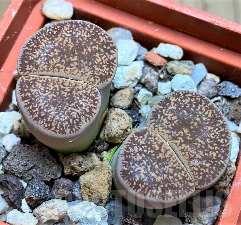 SH5071 Lithops lesliei v. hornii C015