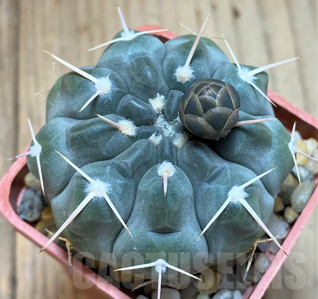 SH5121 Gymnocalycium prochazkianum