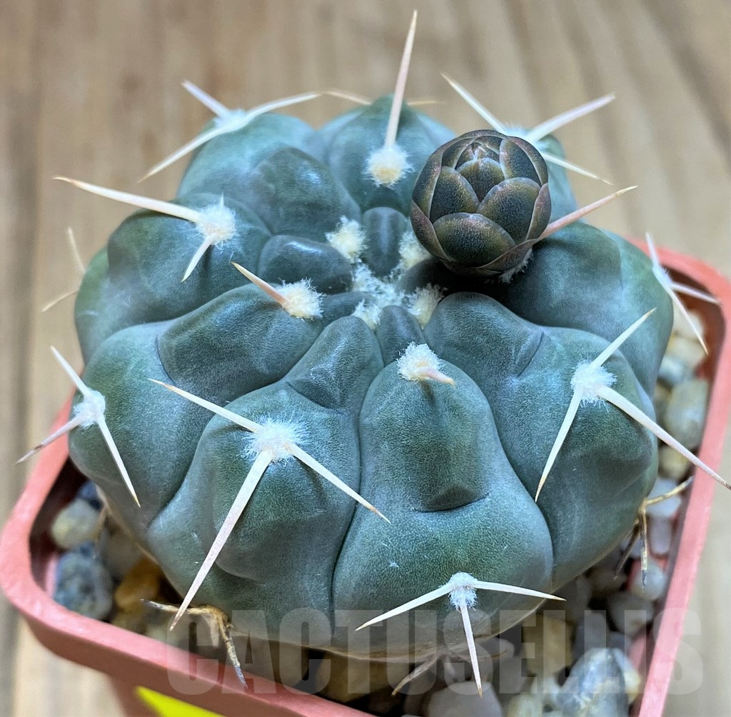 SH5121 Gymnocalycium prochazkianum - Image 2