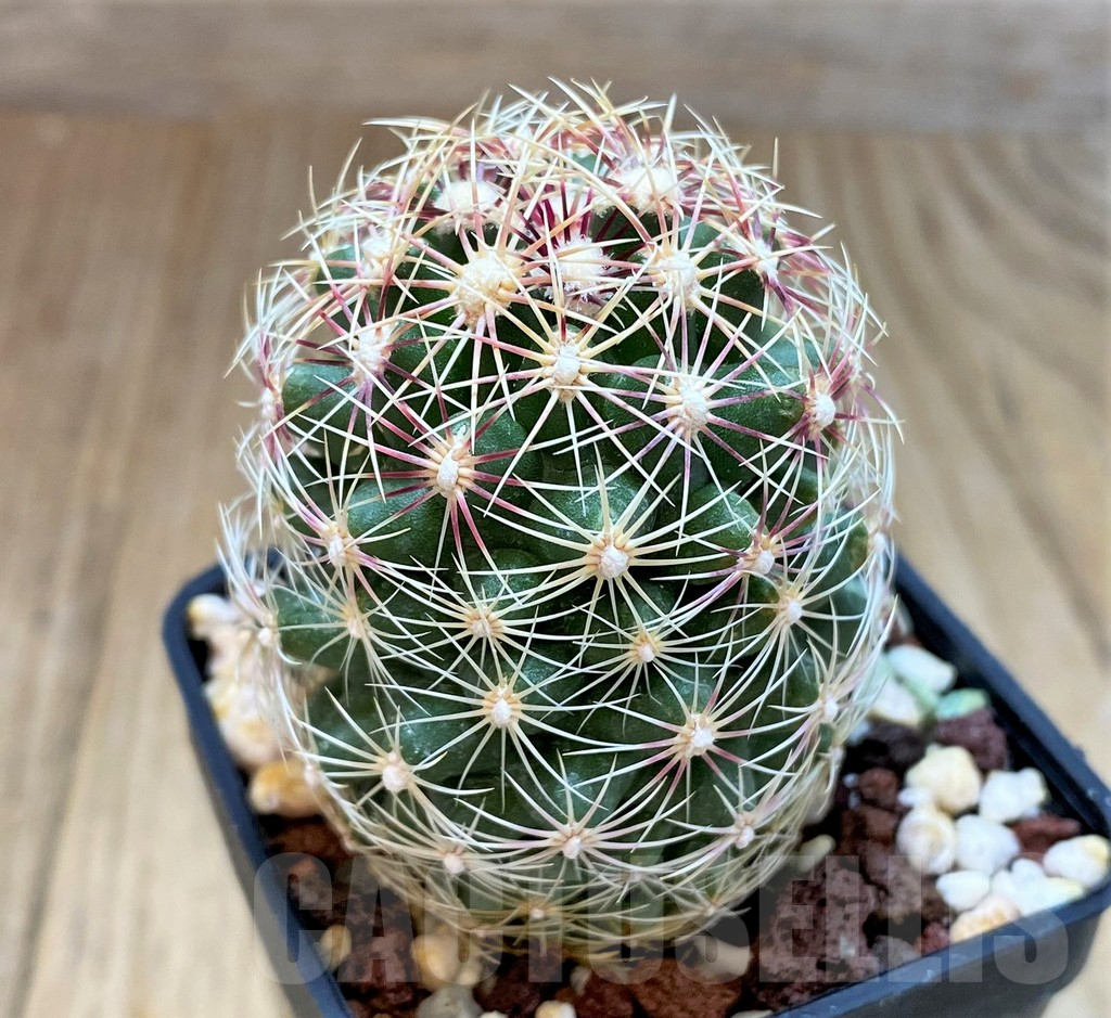SH5122 Thelocactus schwarzii