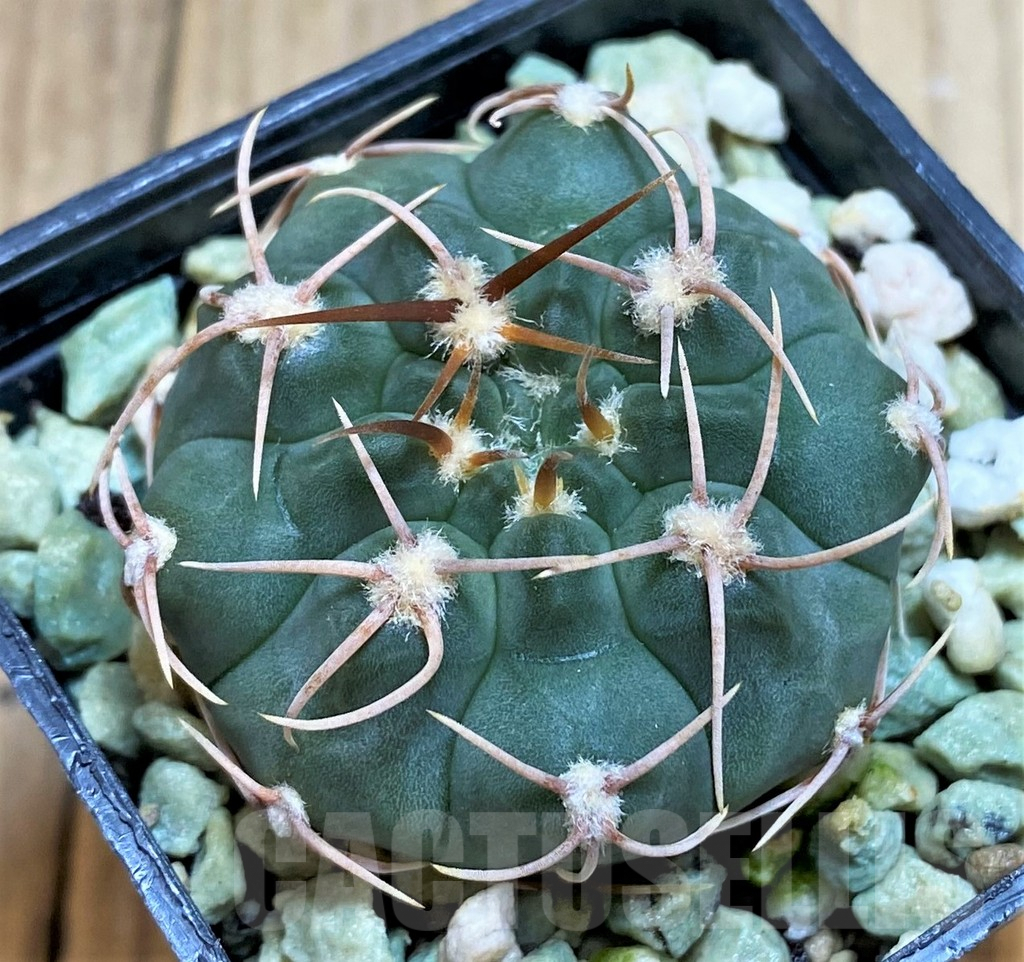 SH5131 Gymnocalycium ochoterenae VG250 - Image 2