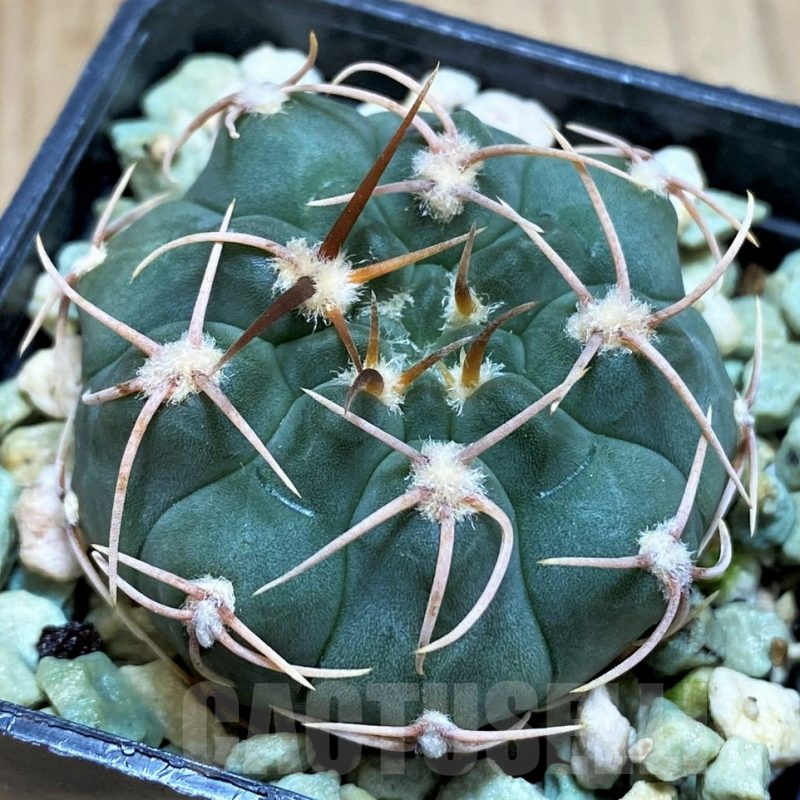 SH5131 Gymnocalycium ochoterenae VG250