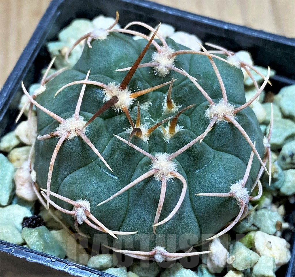 SH5131 Gymnocalycium ochoterenae VG250