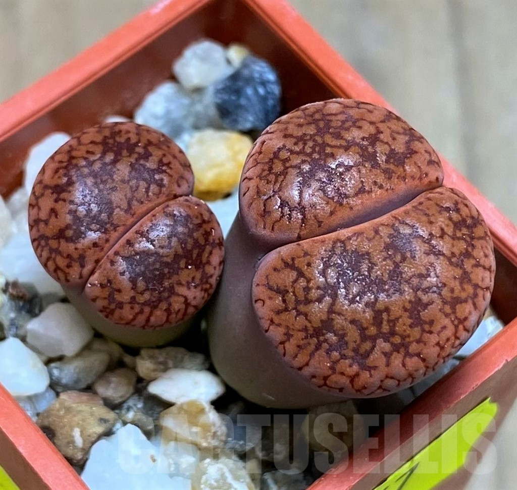 SH6857 Lithops aucampiae v. koelemanii SH1648
