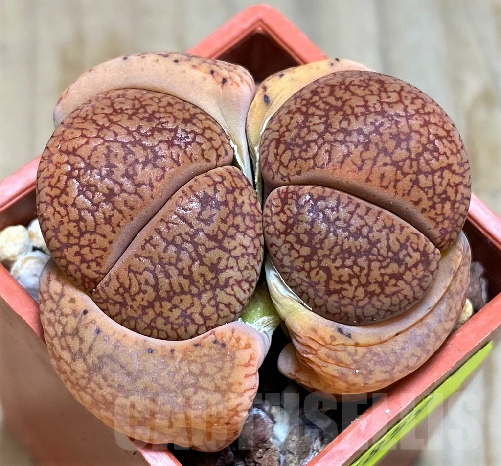 SH6859 Lithops aucampiae v. koelemanii