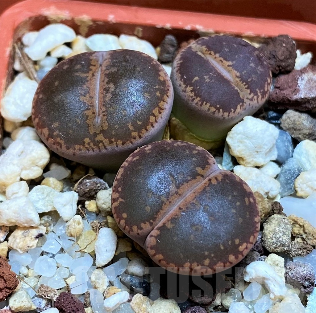 SH6863 Lithops aucampiae C332, ex MG1546.4