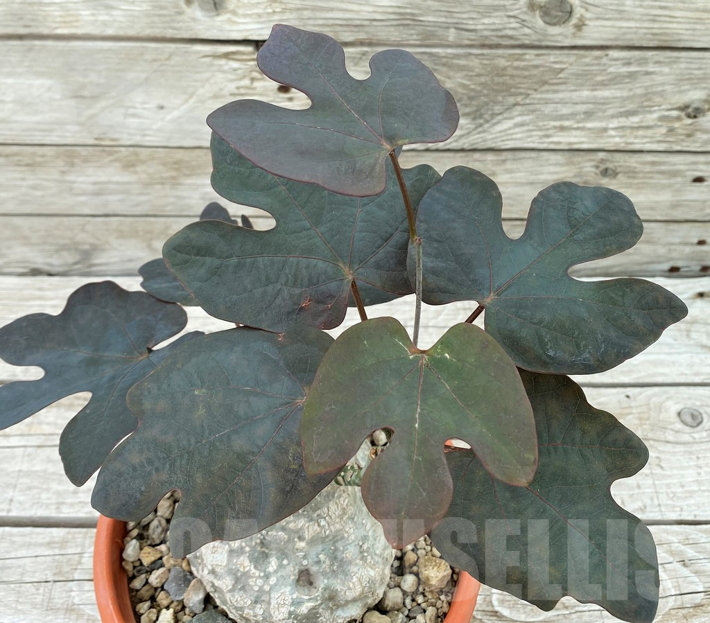 SH8461 Adenia epigea - Obrázek 3