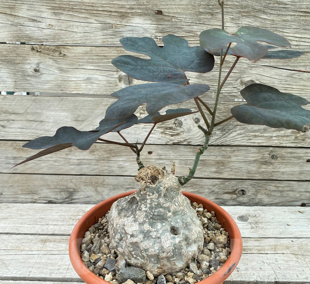 SH8461 Adenia epigea - Obrázek 2