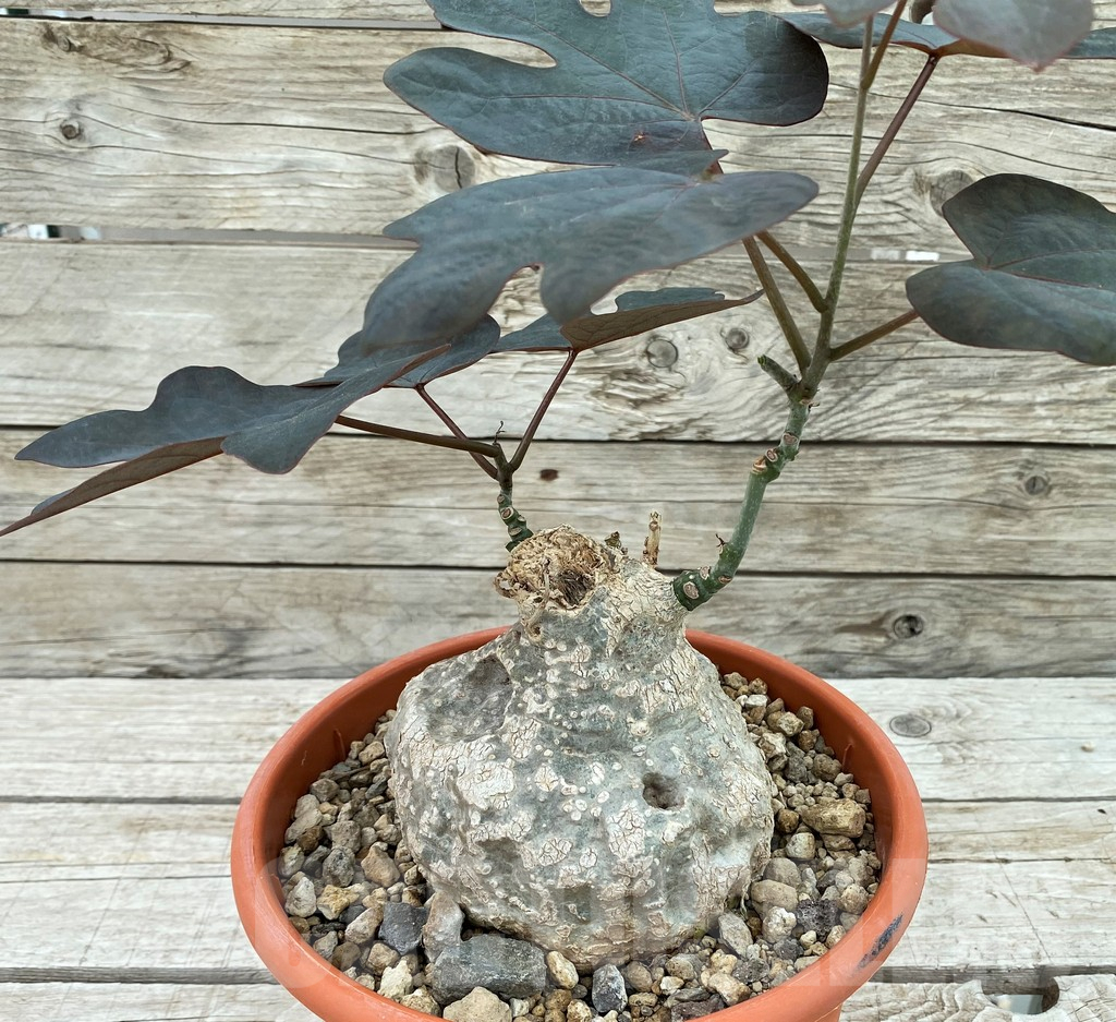 SH8461 Adenia epigea