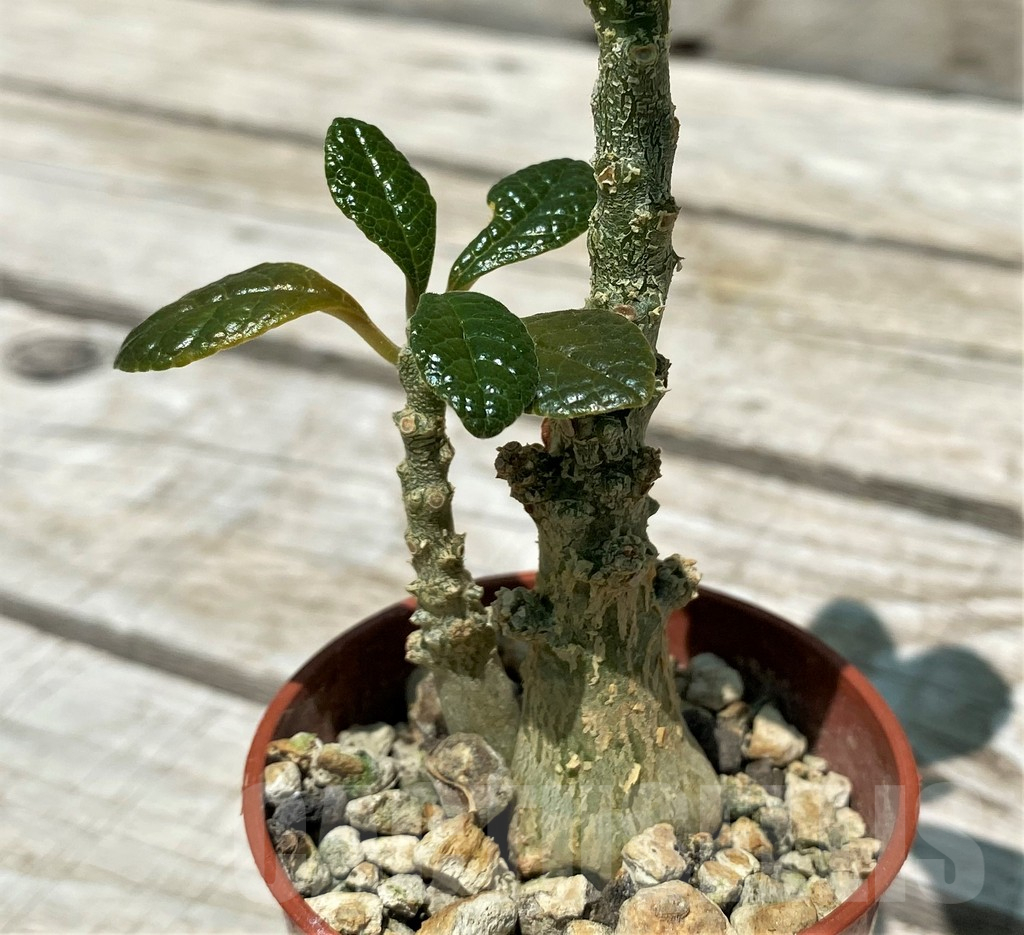 SH10395 Dorstenia gigas, 2 plants - Image 2