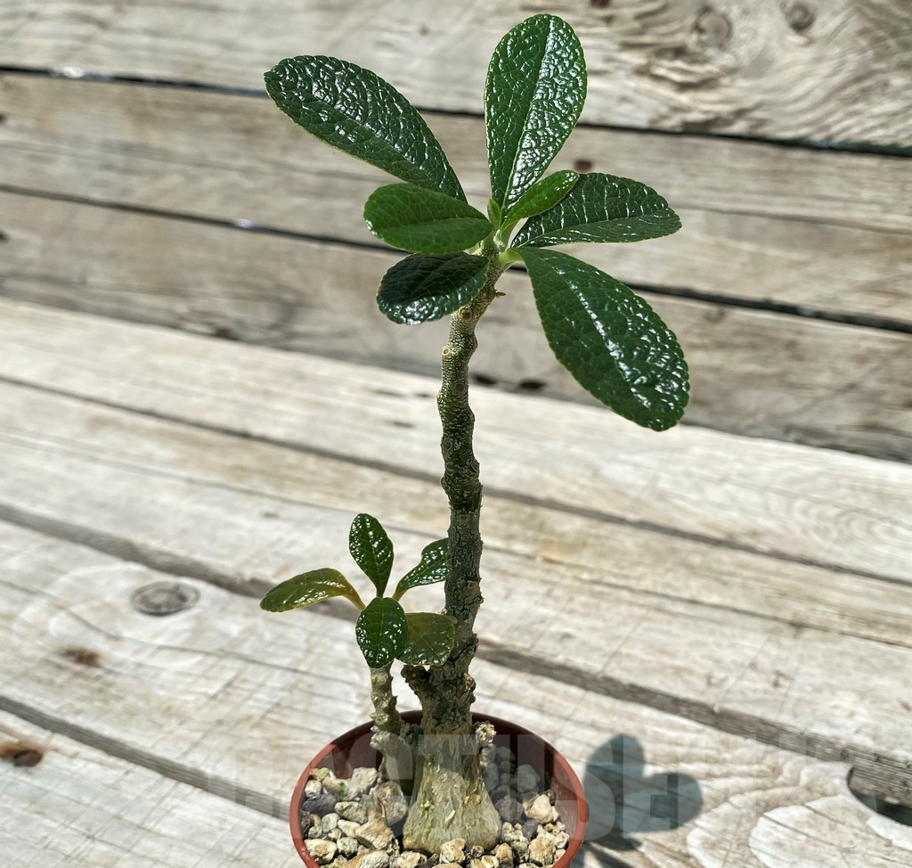 SH10395 Dorstenia gigas, 2 plants