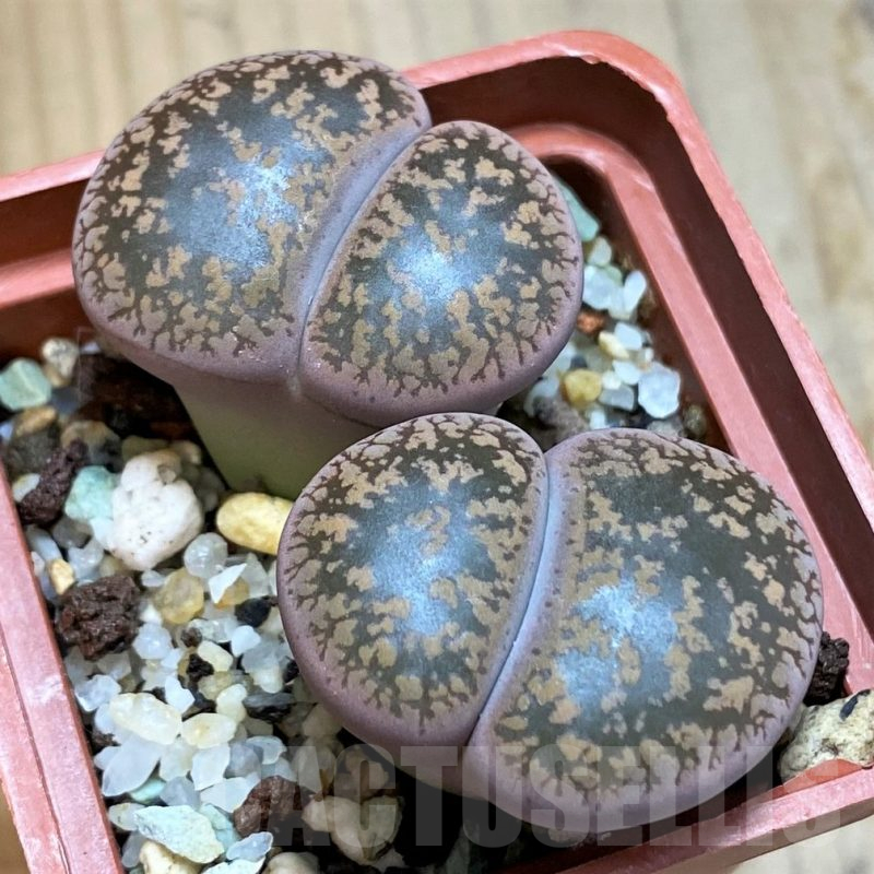 SH10680 Lithops aucampiae ‘Kuruman form’ C73