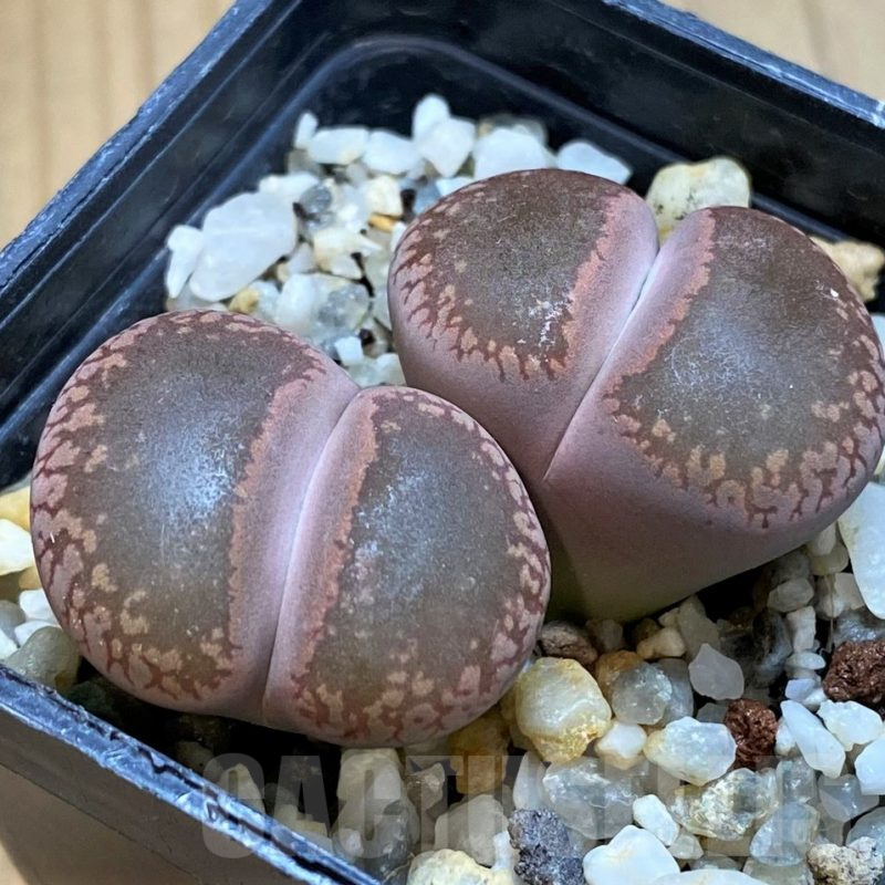 SH10681 Lithops aucampiae 'Red open window'