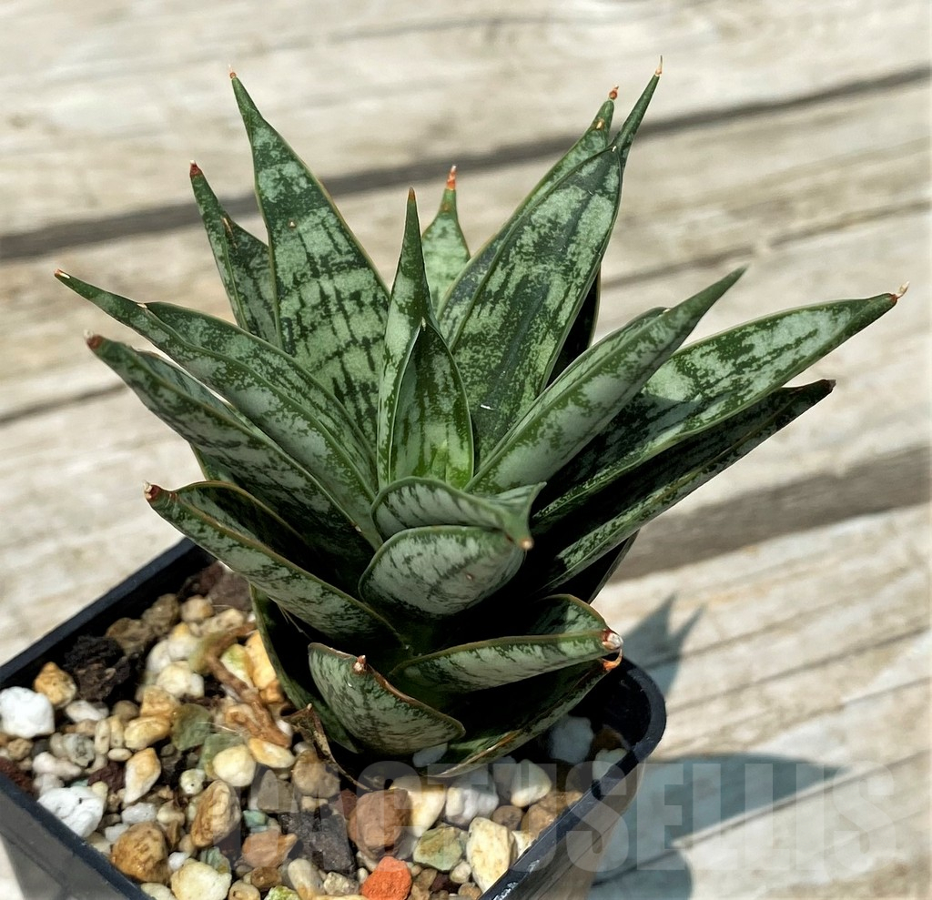 SH10846 Sansevieria ‘Margarita’ - immagine 2