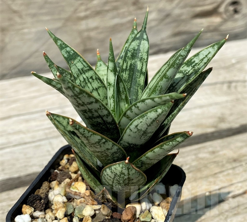 SH10846 Sansevieria ‘Margarita’