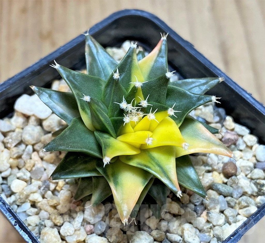 SHPR27990 Obregonia denegrii f. variegata - Image 2