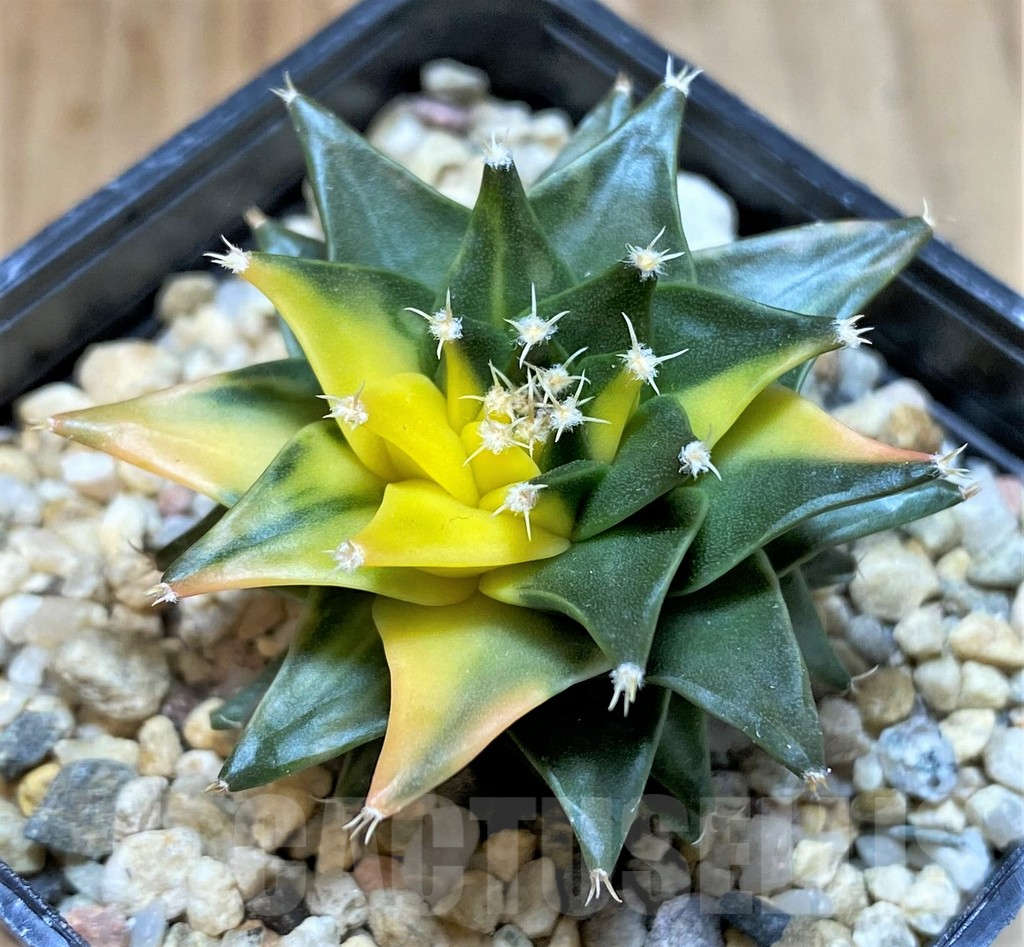 SHPR27990 Obregonia denegrii f. variegata