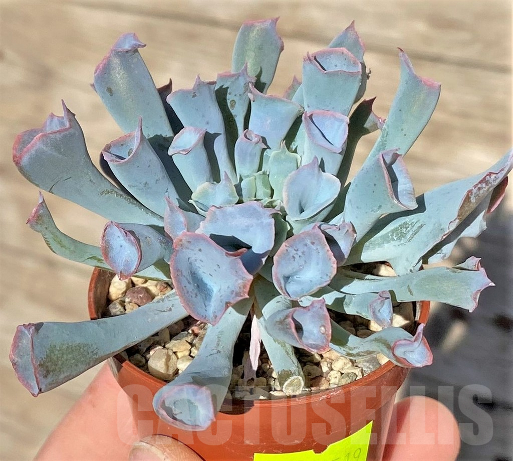 SHPR29519 Echeveria 'Trumpet' - 画像 (2)
