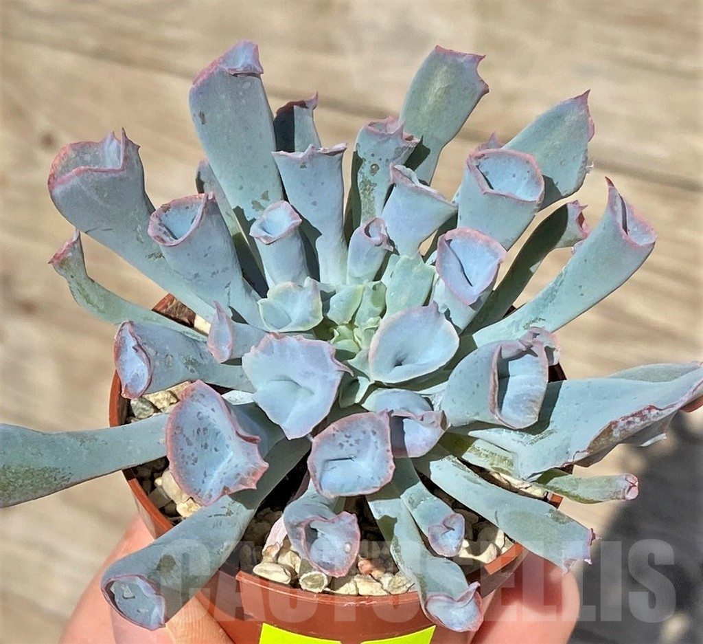 SHPR29519 Echeveria 'Trumpet'