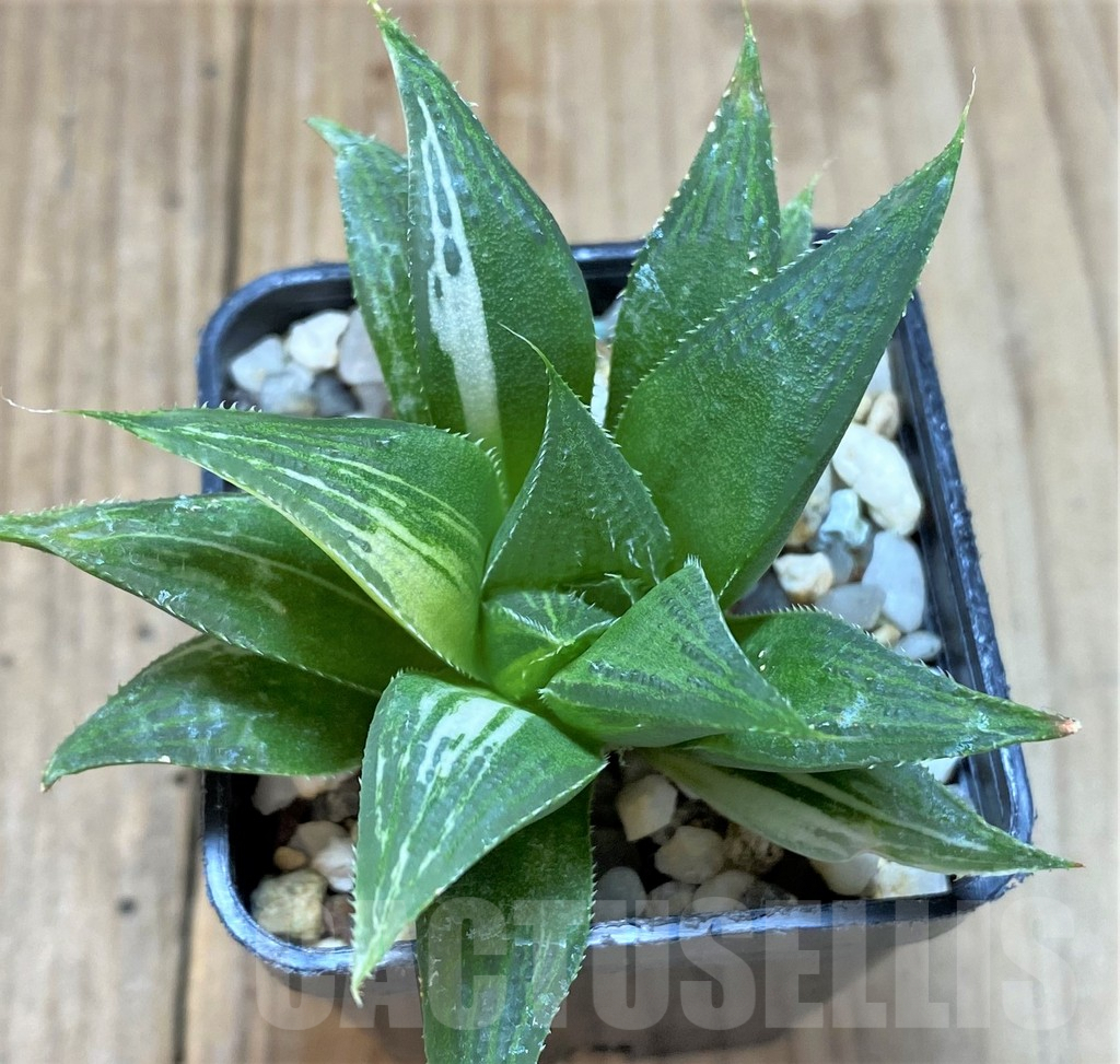 SHPR28895 Haworthia 'Maya Nishiki' ex Japan