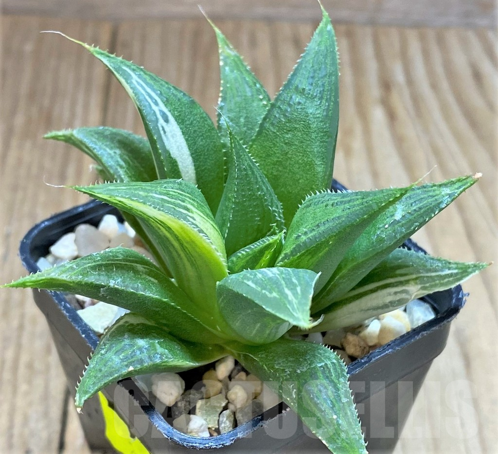 SHPR28895 Haworthia 'Maya Nishiki' ex Japan - Image 2