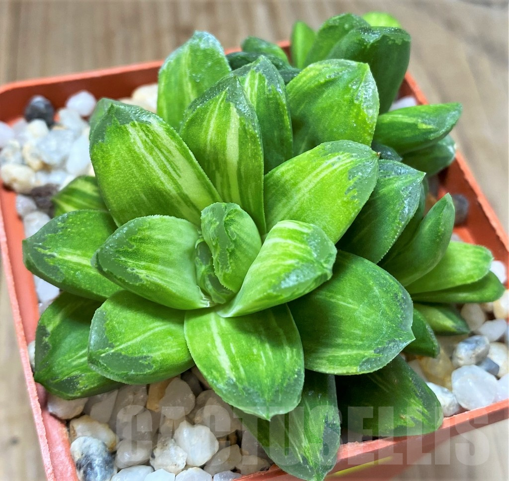 SHPR28908 Haworthia 'Gold rush'