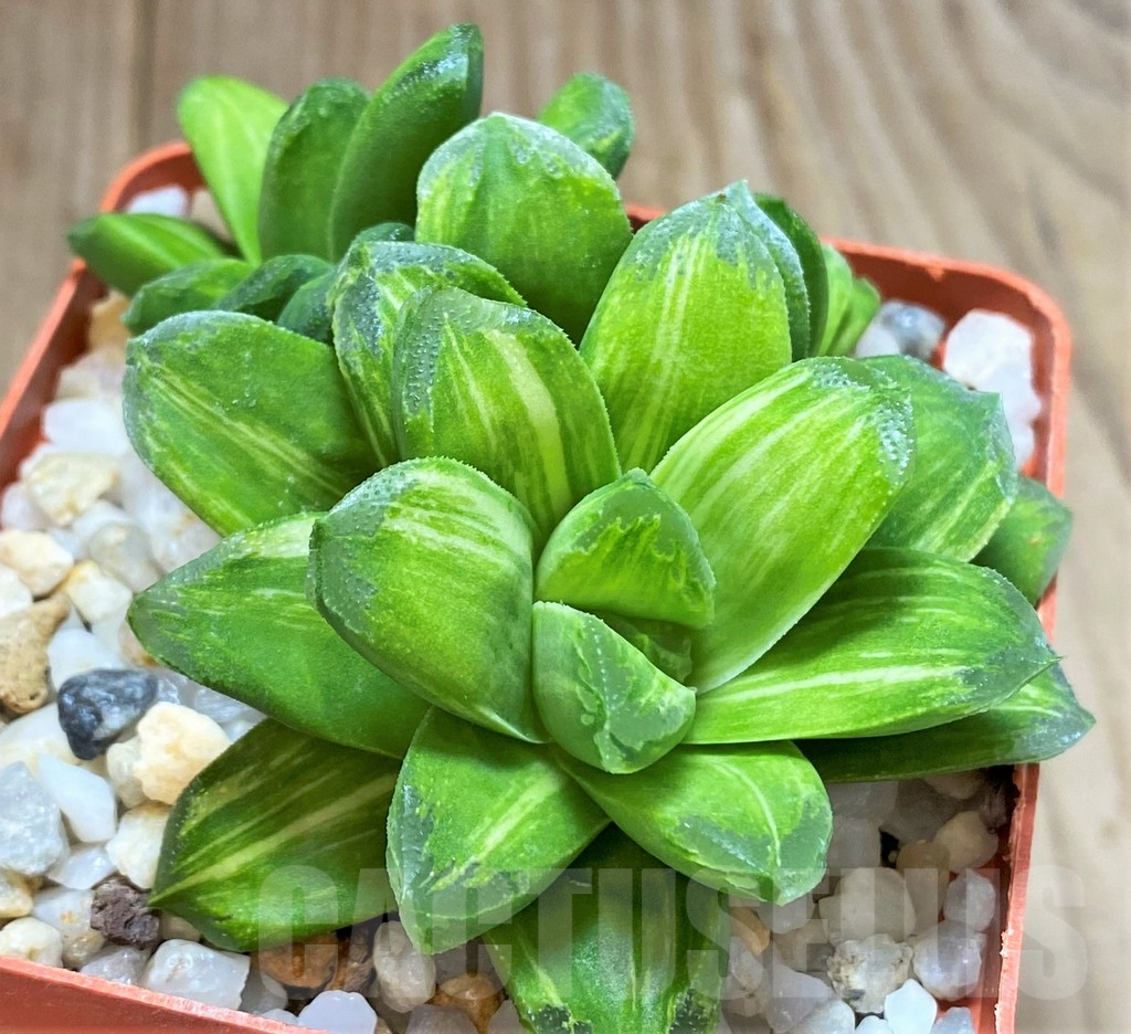 SHPR28908 Haworthia 'Gold rush' - Image 3
