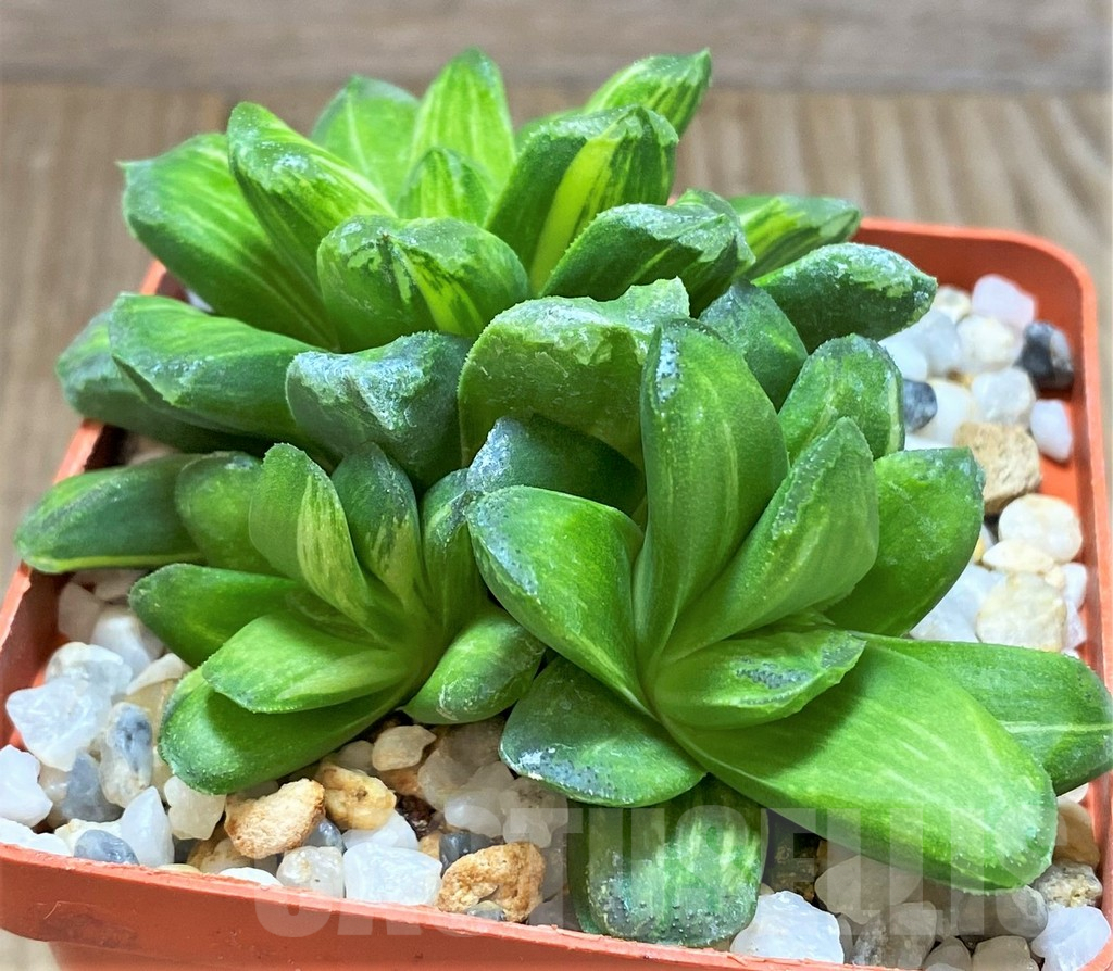 SHPR28908 Haworthia 'Gold rush' - Image 2