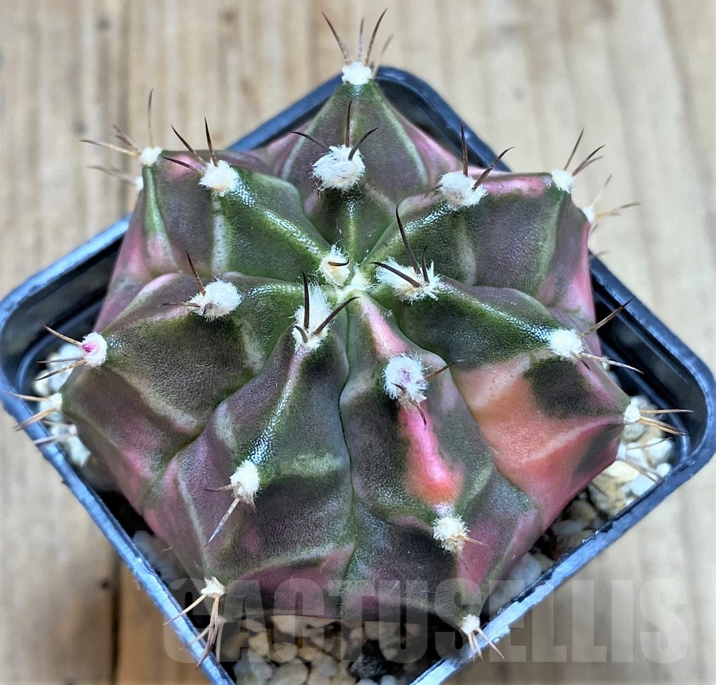 SHPR28243 Gymnocalycium mihanovichii f. variegata, seedling