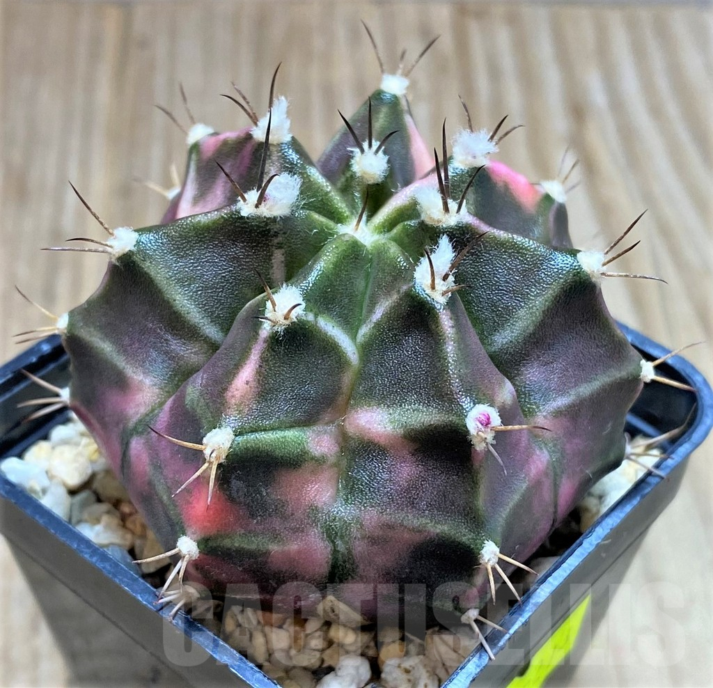 SHPR28243 Gymnocalycium mihanovichii f. variegata, seedling - Image 2