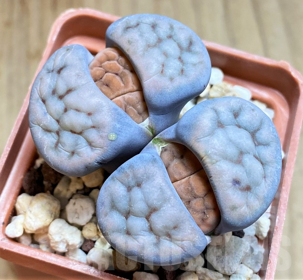 SHPR29601 Lithops schwantesii v. rugosa