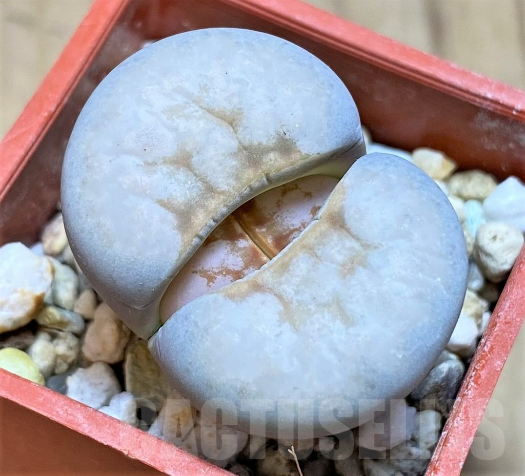 SHPR27703 Lithops julii ‘Hot Lips’