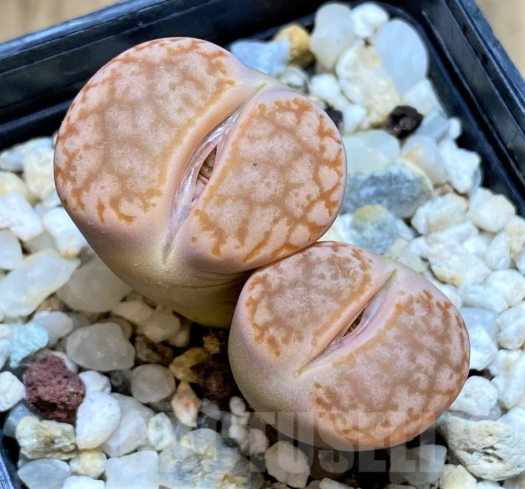 SHPR29327 Lithops pseudotruncatella