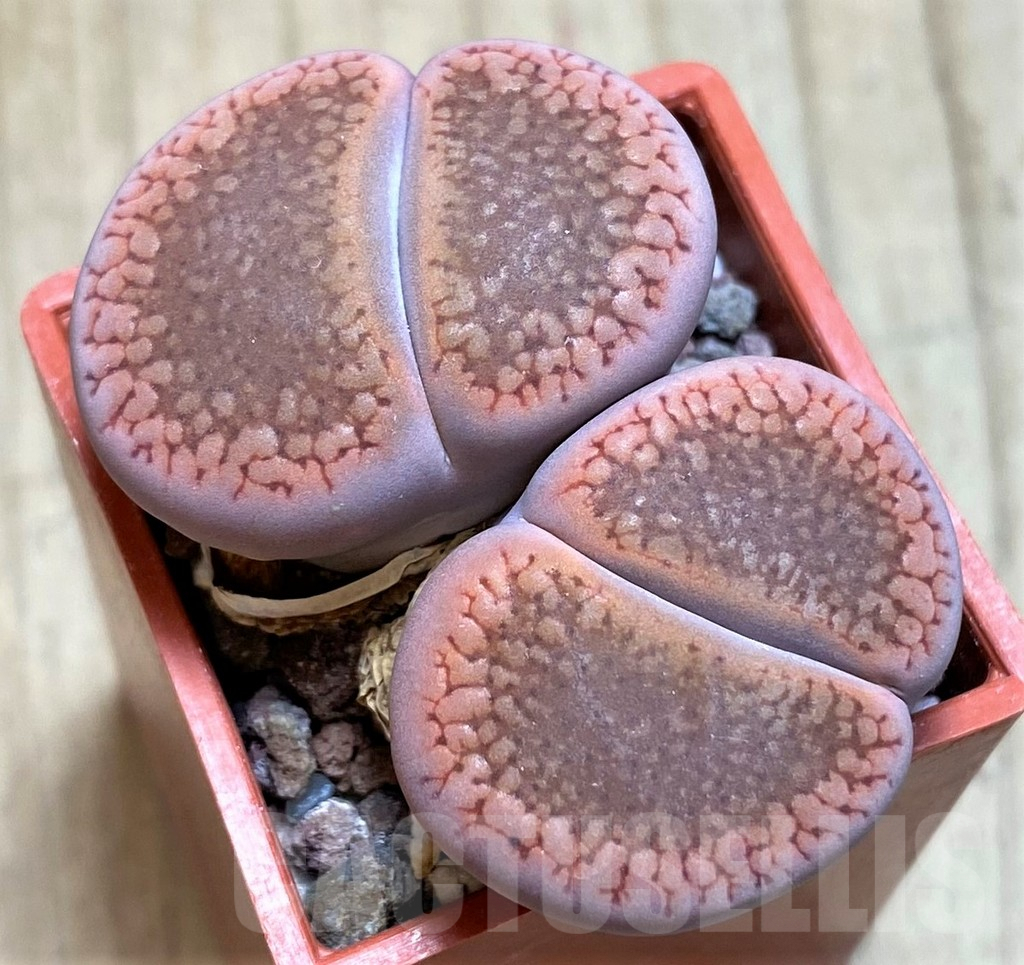 SHPR29618 Lithops aucampiae v. koelemanii