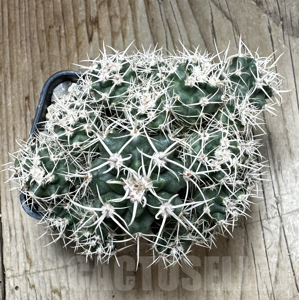 SHPR19289 Gymnocalycium achirasense v. echinatum GN 143-364 - Image 2