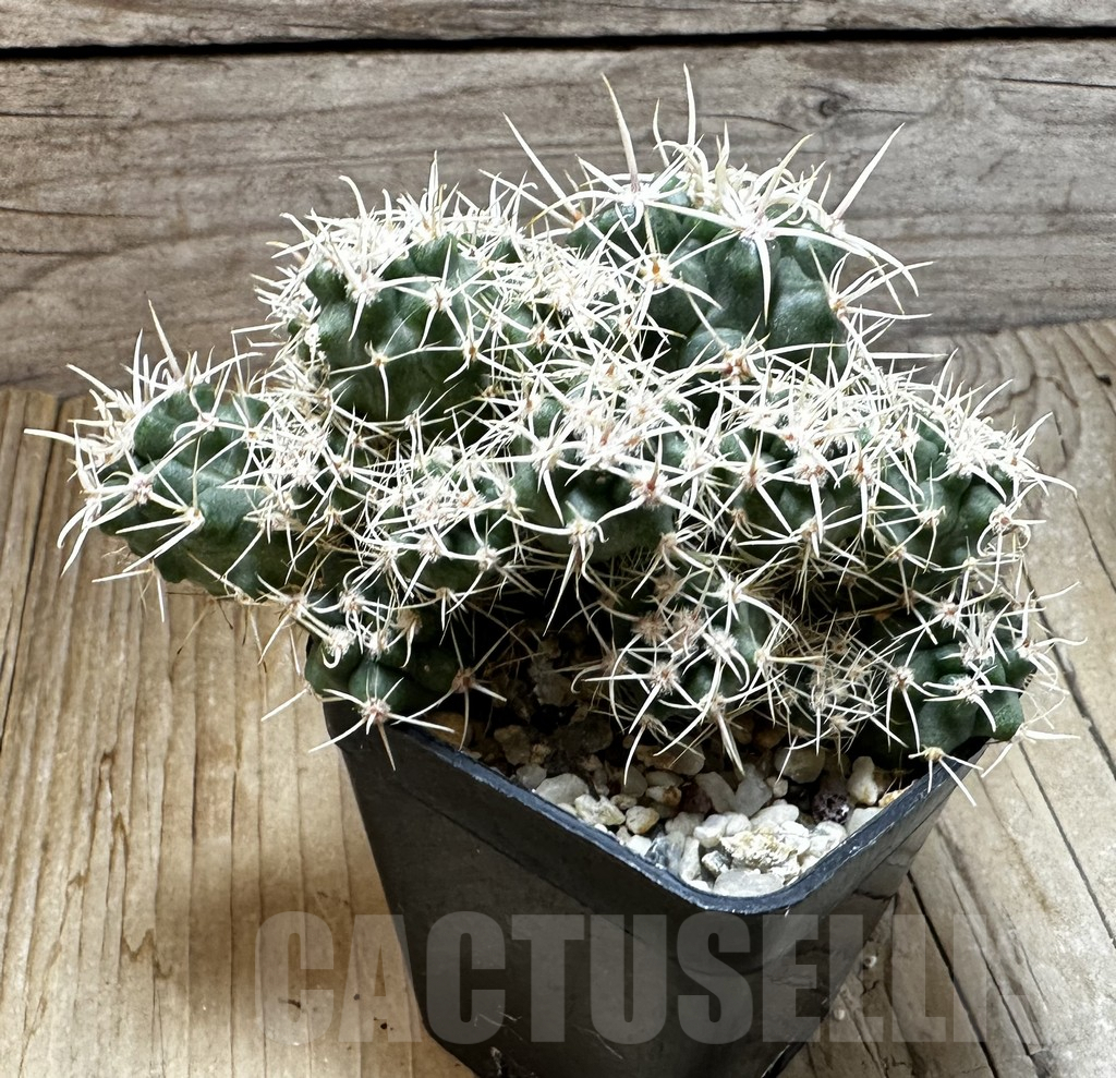 SHPR19289 Gymnocalycium achirasense v. echinatum GN 143-364 - Image 3